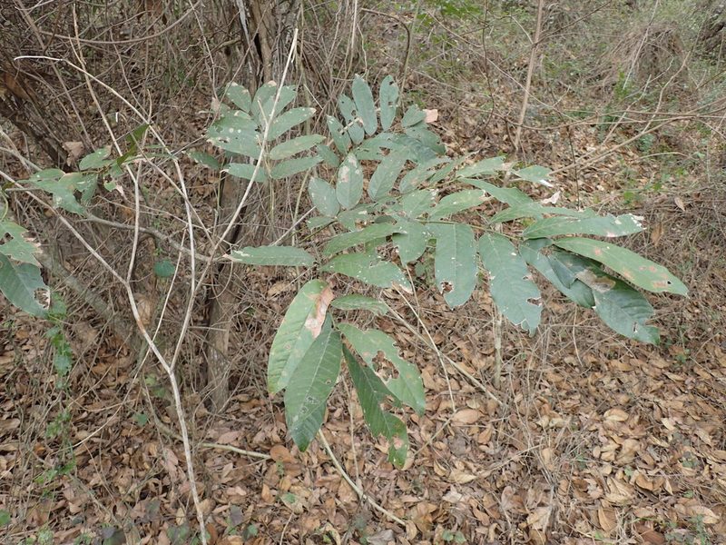 Millettia grandis, photographed by Mahomed Desai