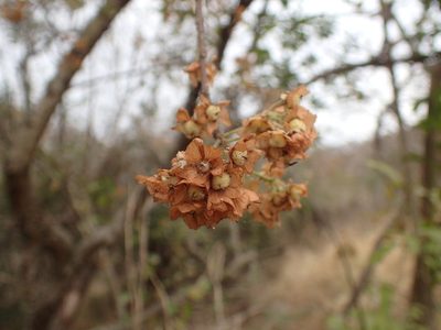 Dombeya rotundifolia, photographed by Mahomed Desai
