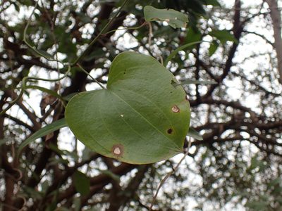 Dioscorea cotinifolia, photographed by Mahomed Desai