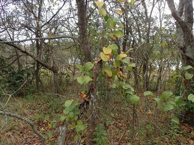 Smilax anceps, photographed by Mahomed Desai