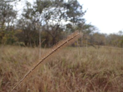 Setaria sphacelata, photographed by Mahomed Desai