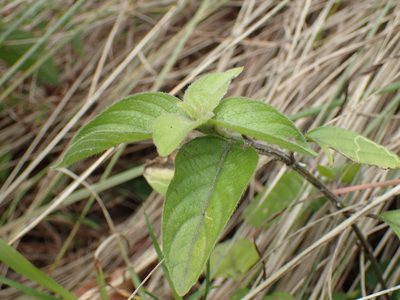 Phaulopsis imbricata, photographed by Mahomed Desai