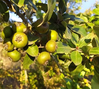 Pyrus spinosa, photographed by Francesco Santoro