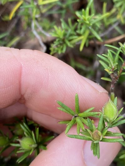Hibbertia stricta, photographed by Greg Tasney