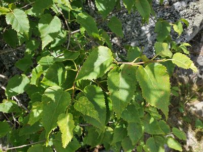 Betula cordifolia, photographed by Tom Field