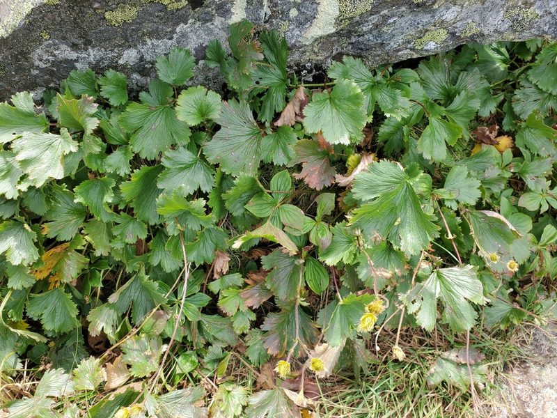 Geum peckii, photographed by Tom Field