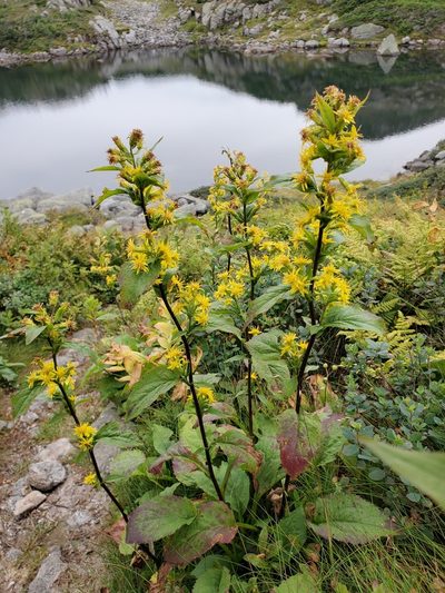 Solidago macrophylla, photographed by Tom Field