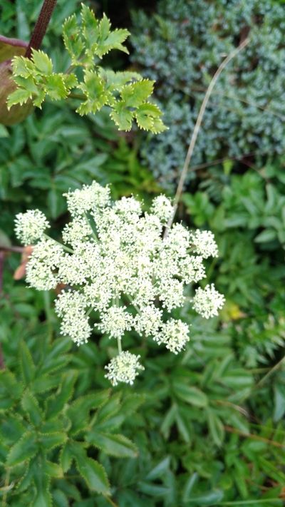 Angelica morrisonicola, photographed by Jason