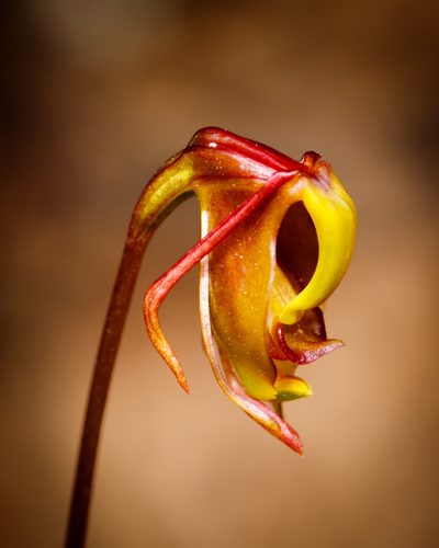 Caleana terminalis, photographed by Cal Wood