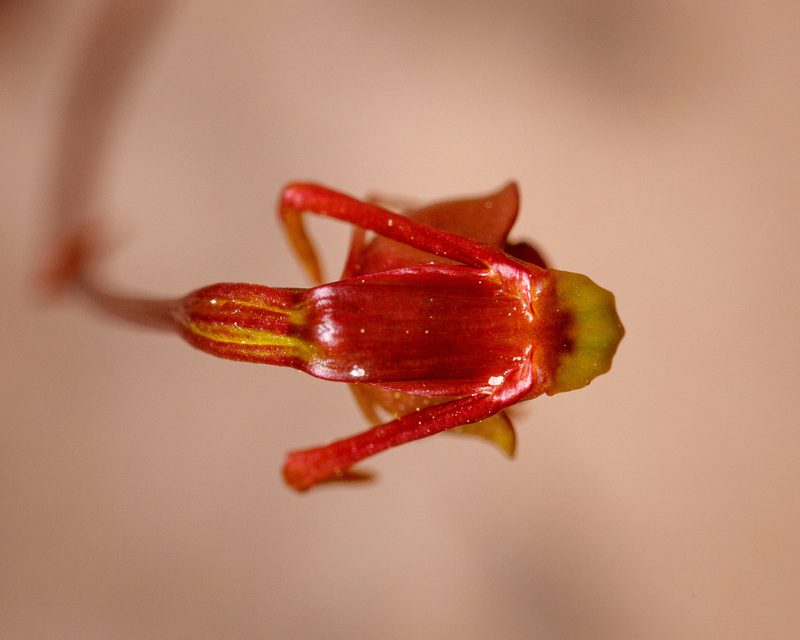 Caleana terminalis, photographed by Cal Wood