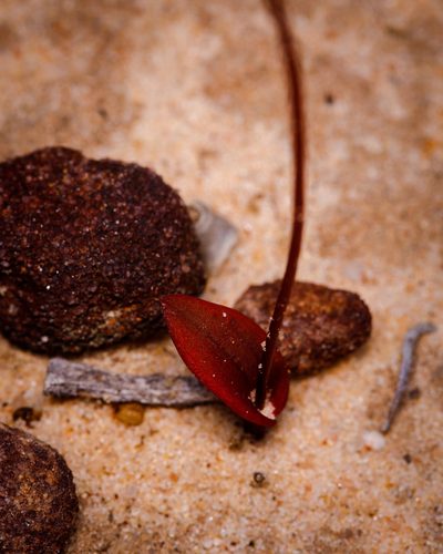 Caleana terminalis, photographed by Cal Wood