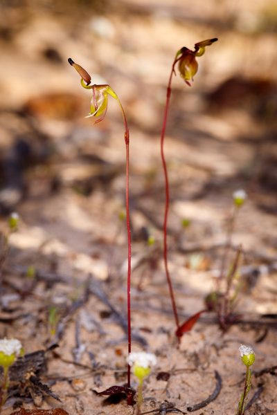 Caleana terminalis, photographed by Cal Wood