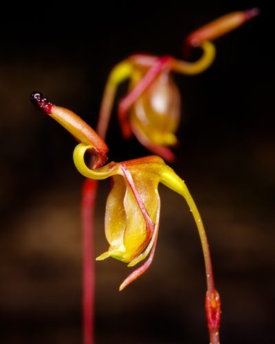 Caleana terminalis, photographed by Cal Wood