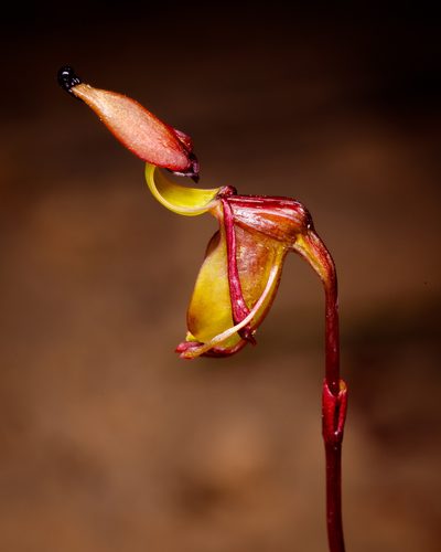 Caleana terminalis, photographed by Cal Wood