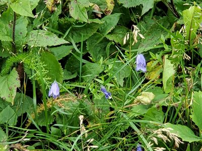 Campanula intercedens, photographed by Tom Field