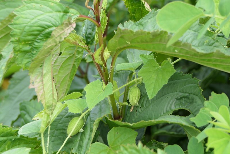 Cucumis setosus, photographed by Dinesh Valke