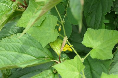 Cucumis setosus, photographed by Dinesh Valke