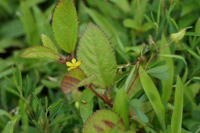 Corchorus aestuans, photographed by Dinesh Valke
