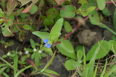 Commelina caroliniana, photographed by Dinesh Valke