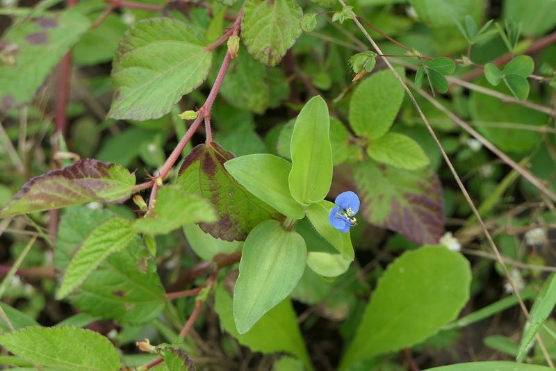 Commelina caroliniana, photographed by Dinesh Valke