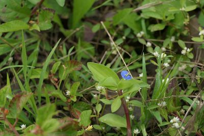 Commelina caroliniana, photographed by Dinesh Valke