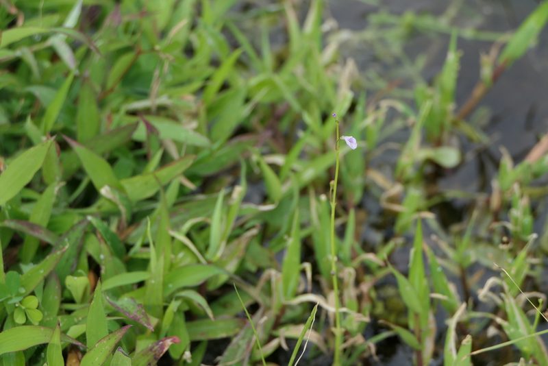 Dopatrium junceum, photographed by Dinesh Valke