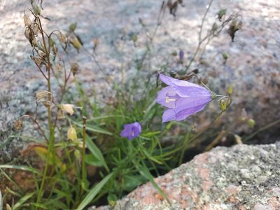 Campanula intercedens, photographed by Tom Field