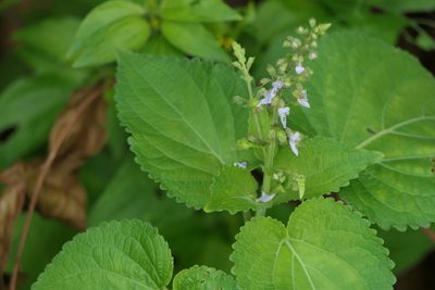 Equilabium molle, photographed by Dinesh Valke