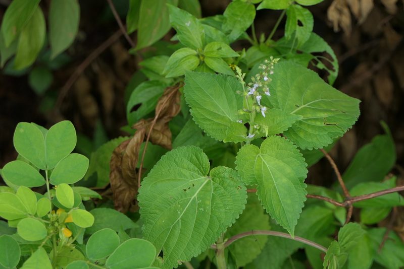 Equilabium molle, photographed by Dinesh Valke