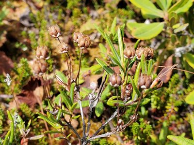 Kalmia polifolia, photographed by Tom Field