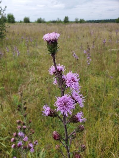 Liatris borealis, photographed by Tom Field