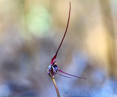 Acianthus caudatus, photographed by Brendan Costello