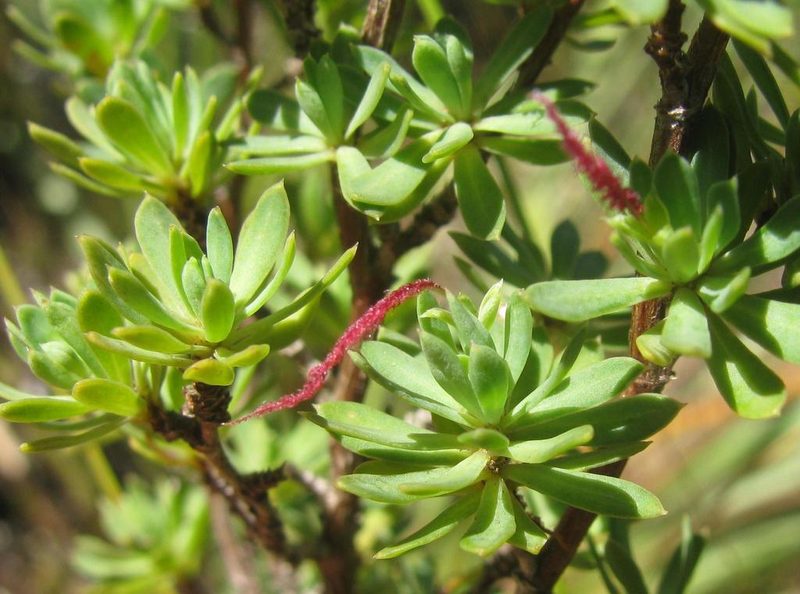 Cliffortia rigida, photographed by douglaseustonbrown
