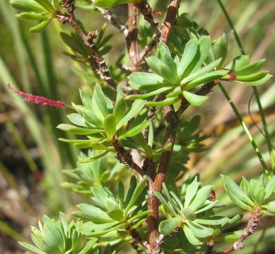 Cliffortia rigida, photographed by douglaseustonbrown