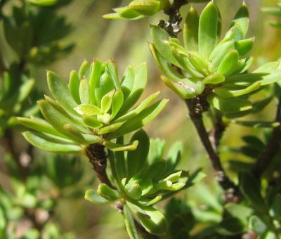 Cliffortia rigida, photographed by douglaseustonbrown
