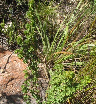 Cliffortia rigida, photographed by douglaseustonbrown