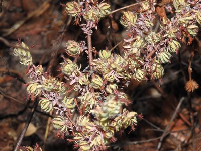 Thymelaea villosa, photographed by Duarte Frade