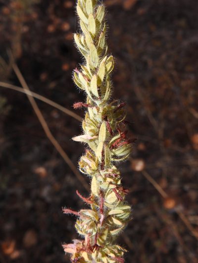 Thymelaea villosa, photographed by Duarte Frade