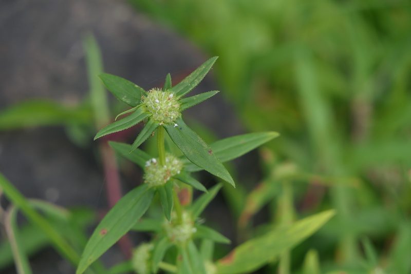 Spermacoce pusilla, photographed by Dinesh Valke