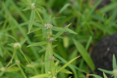 Spermacoce pusilla, photographed by Dinesh Valke