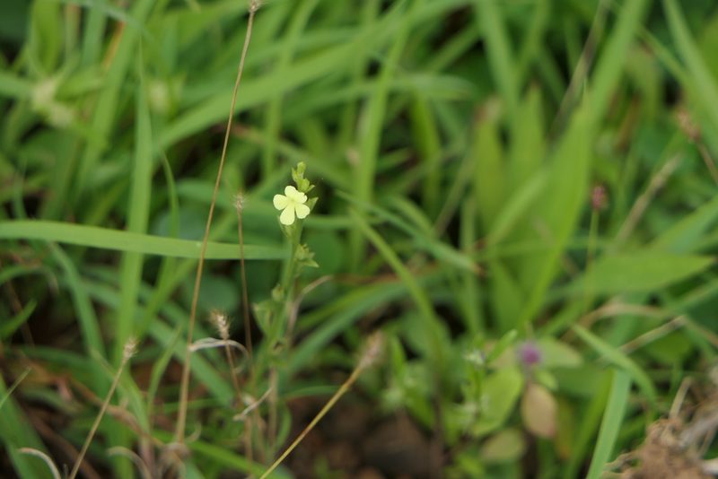 Striga asiatica, photographed by Dinesh Valke