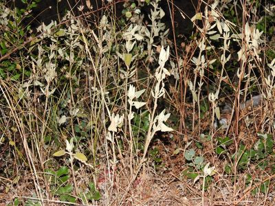 Phlomis purpurea, photographed by Duarte Frade