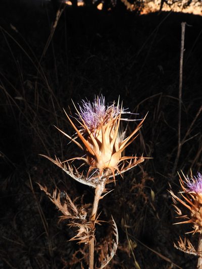 Cynara algarbiensis, photographed by Duarte Frade