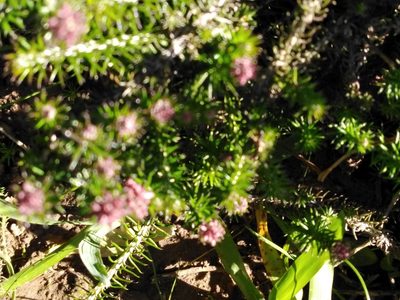 Helichrysum teretifolium, photographed by melda