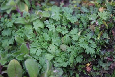 Alchemilla arvensis, photographed by Joe Dillon