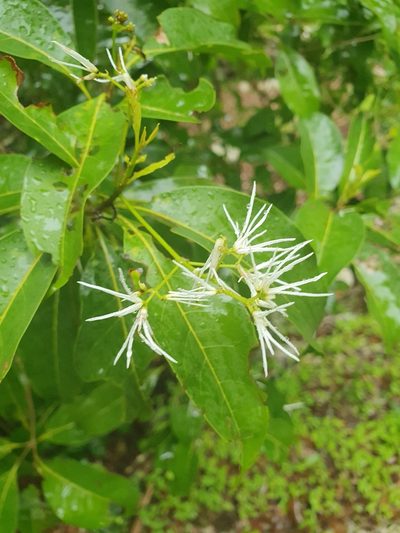 Chionanthus domingensis, photographed by Yolanda M. Leon