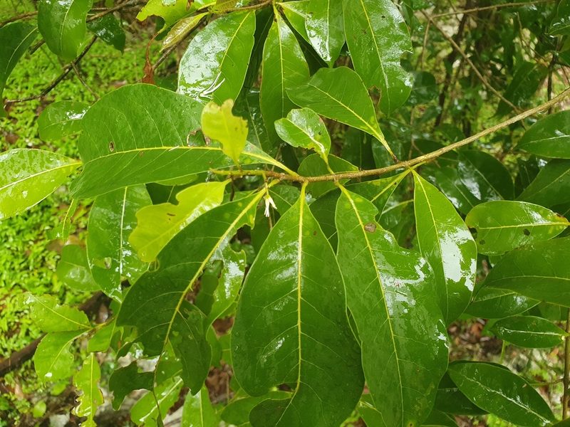 Chionanthus domingensis, photographed by Yolanda M. Leon