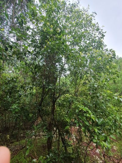 Chionanthus domingensis, photographed by Yolanda M. Leon
