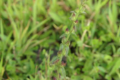Centranthera indica, photographed by Dinesh Valke
