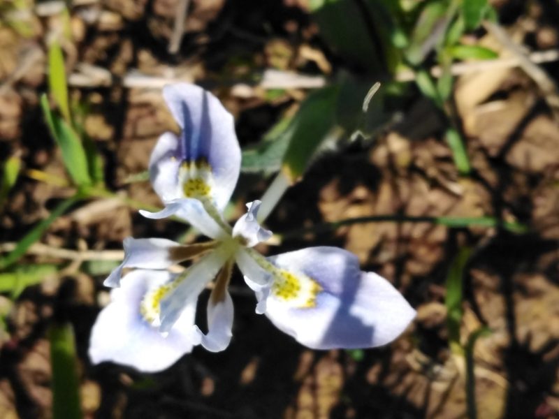 Moraea ciliata, photographed by melda
